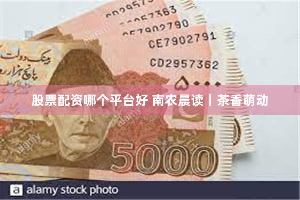 股票配资哪个平台好 南农晨读丨茶香萌动